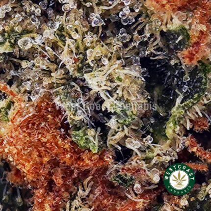 Shiva Skunk AA - West Coast Cannabis