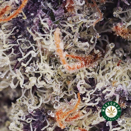 Shop Apple Fritter AAAA+ Online