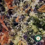 Shop Blueberry CheeseCake AAAA+ Online in Canada