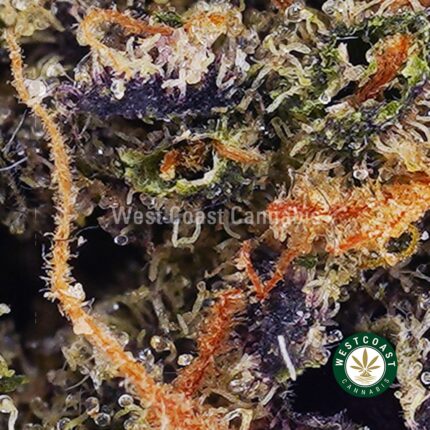 Shop Hindu Kush AA Online in Canada From Our Dispensary