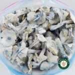Shrooms - Albino Jedi Mindfuck - West Coast Cannabis