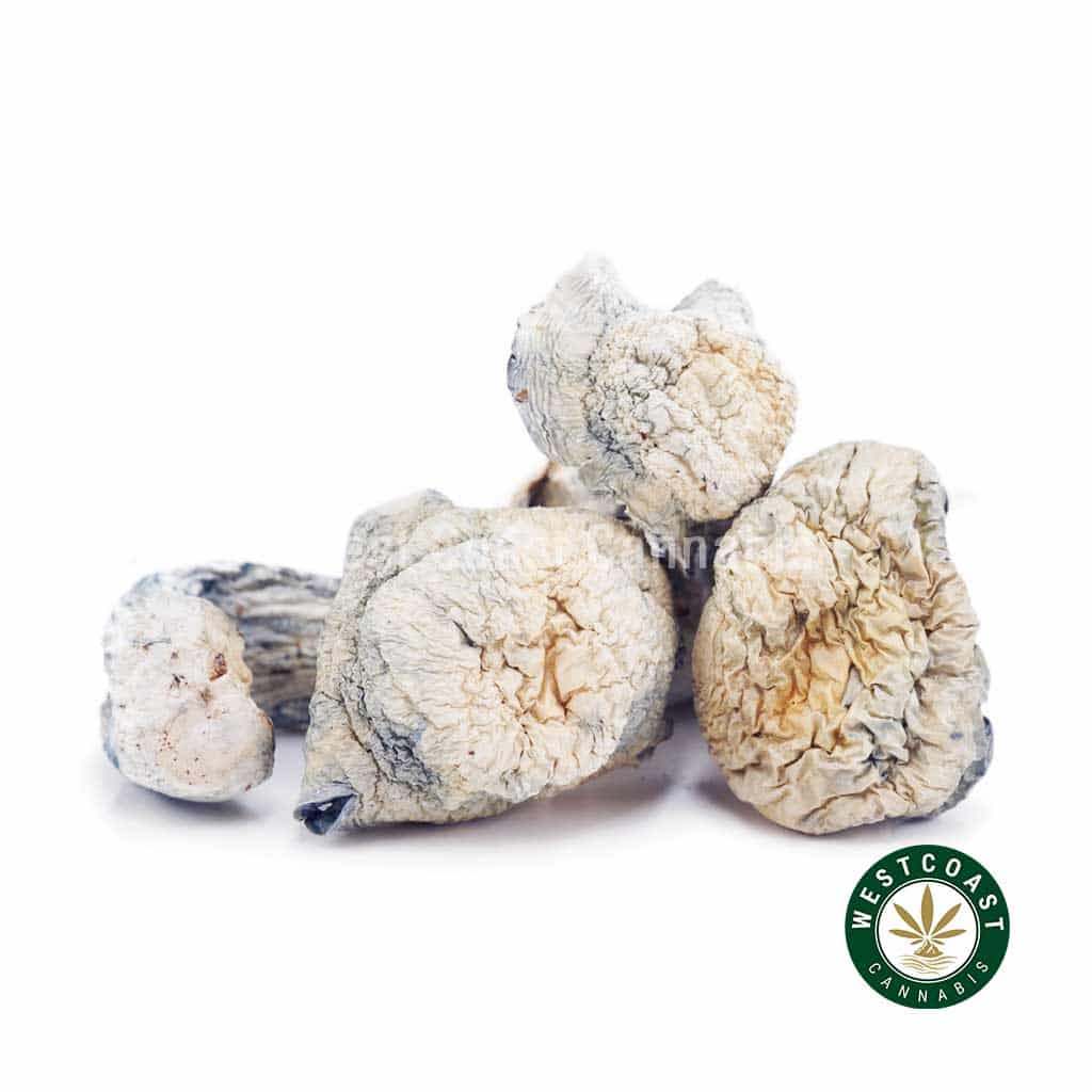 Shrooms - Albino Makilla - West Coast Cannabis Shrooms - Albino Makilla - West Coast Cannabis