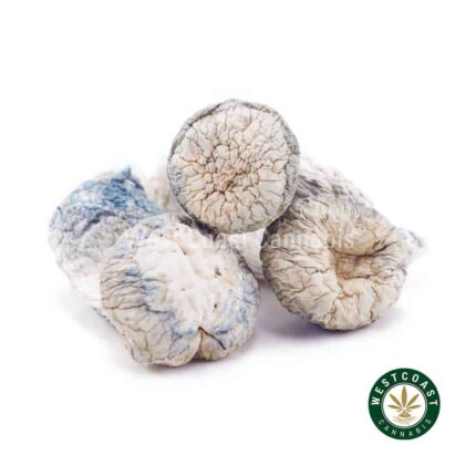 Shrooms - Albino Penis Envy - West Coast Cannabis
