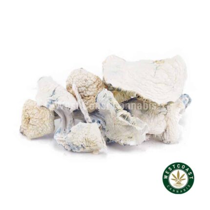 Shrooms - Albino Teacher - West Coast Cannabis