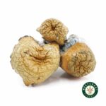 Shrooms - Avalanche - West Coast Cannabis