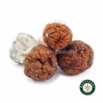 Shrooms - Blue Pulaski - West Coast Cannabis