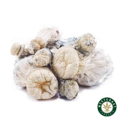 Shrooms - Leucistic SV 13 - West Coast Cannabis
