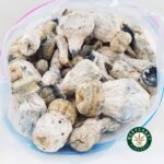 Shrooms - Leucistic SV 13 - West Coast Cannabis