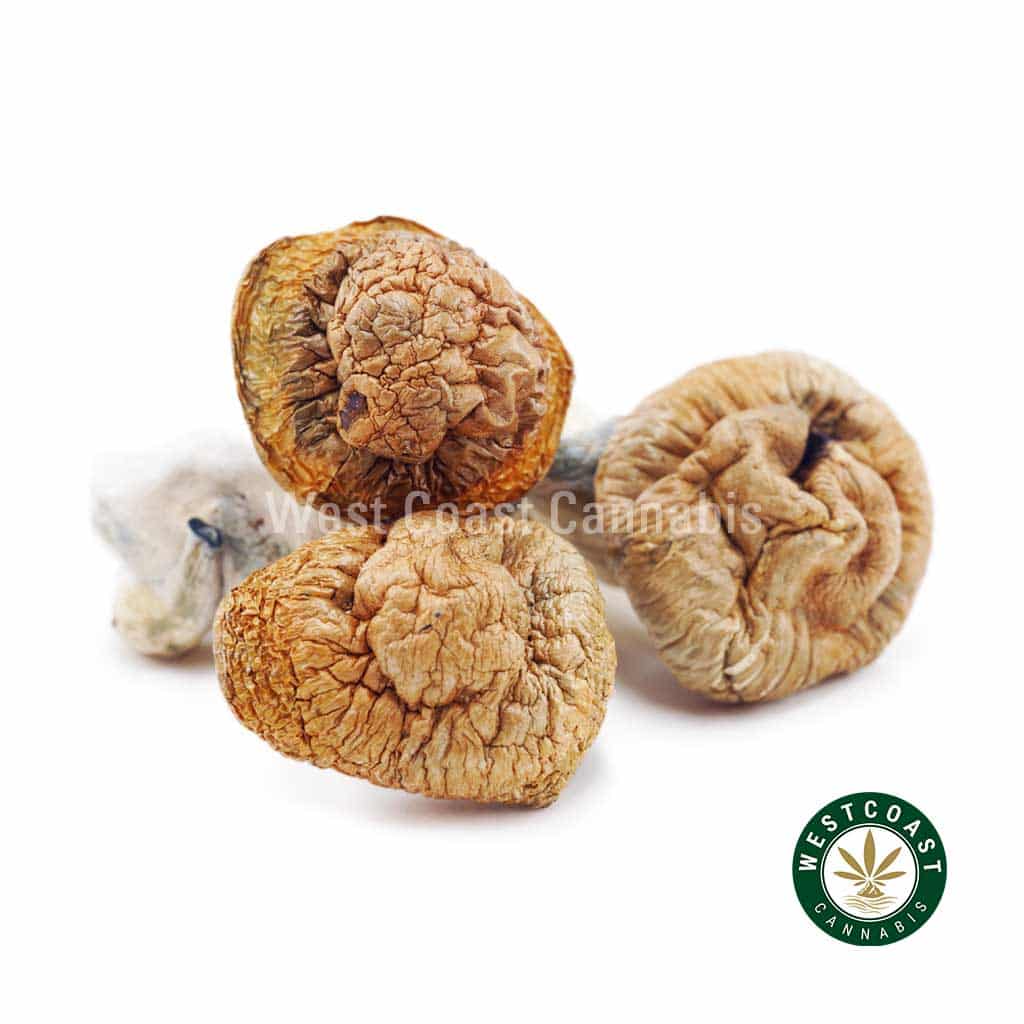 Shrooms - Melmac Penis Envy - West Coast Cannabis Shrooms - Melmac Penis Envy - West Coast Cannabis