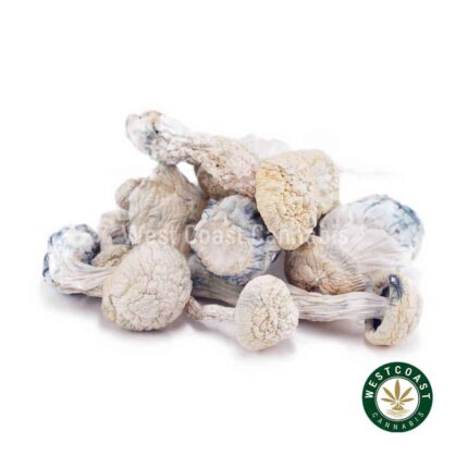 Shrooms - Snow White - West Coast Cannabis