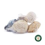 Shrooms - Snow White - West Coast Cannabis