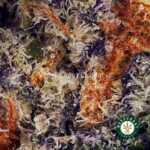 Space Cookies AAAA (Popcorn Nugs) - West Coast Cannabis