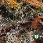 Strawberry Cough AAA - West Coast Cannabis