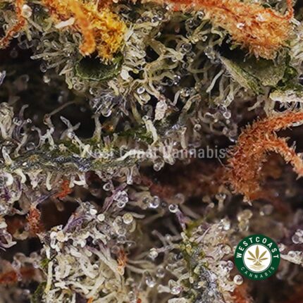 Strawberry Cough AAA - West Coast Cannabis
