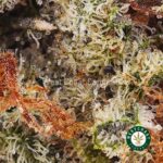 Super Silver Haze AA - West Coast Cannabis