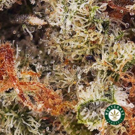 Super Silver Haze AA - West Coast Cannabis