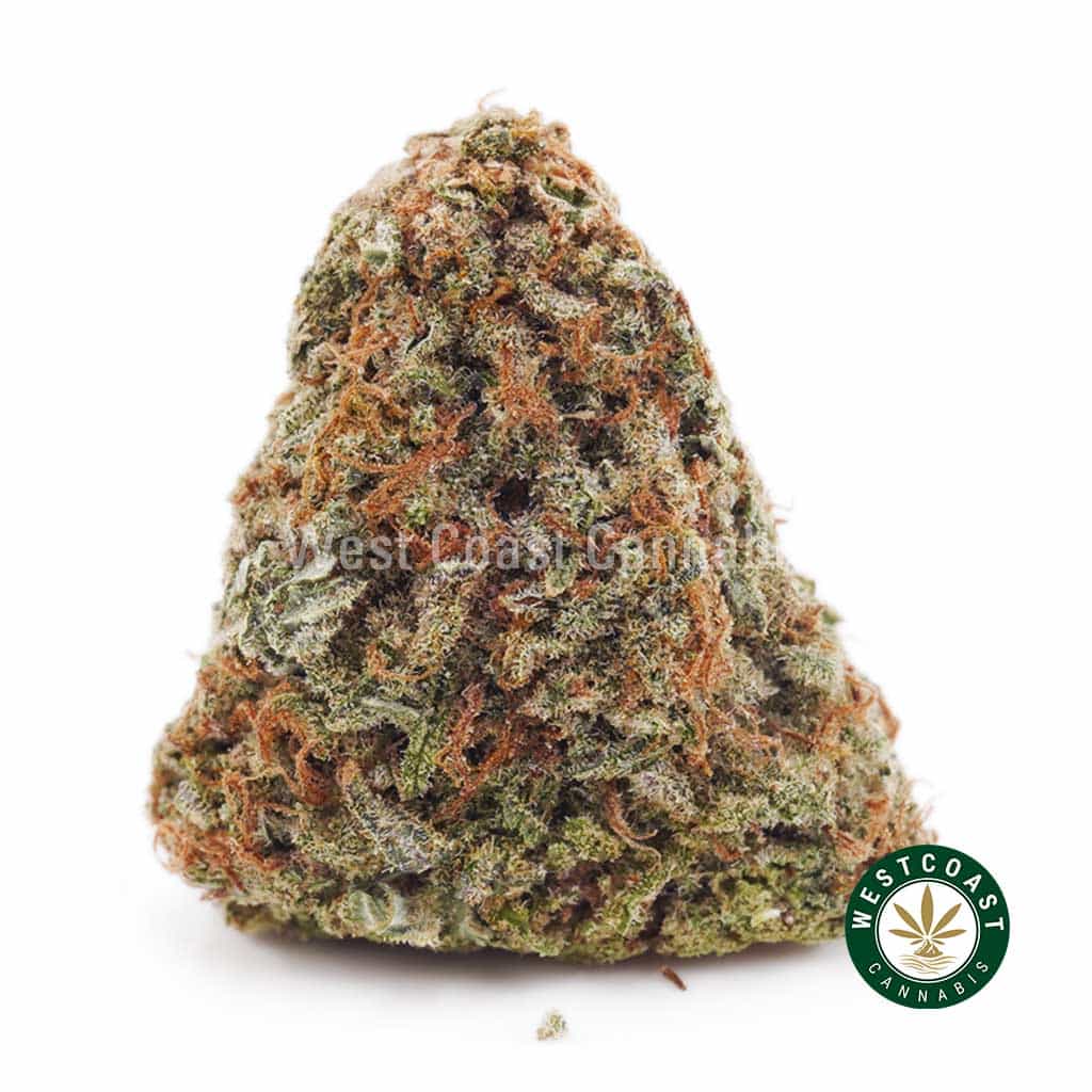 Super Silver Haze AA - West Coast Cannabis Super Silver Haze AA - West Coast Cannabis