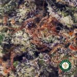 Super Skunk AAAA - West Coast Cannabis