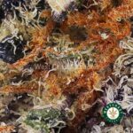 Vanilla Mintz AAA - West Coast Cannabis