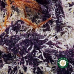 White Truffle AAAA (Popcorn Nugs) - West Coast Cannabis