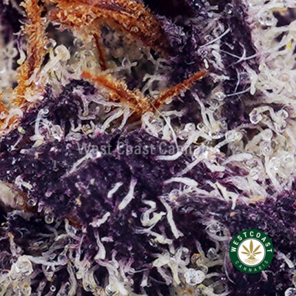 White Truffle AAAA (Popcorn Nugs) - West Coast Cannabis